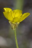 Ranunculus neapolitanus