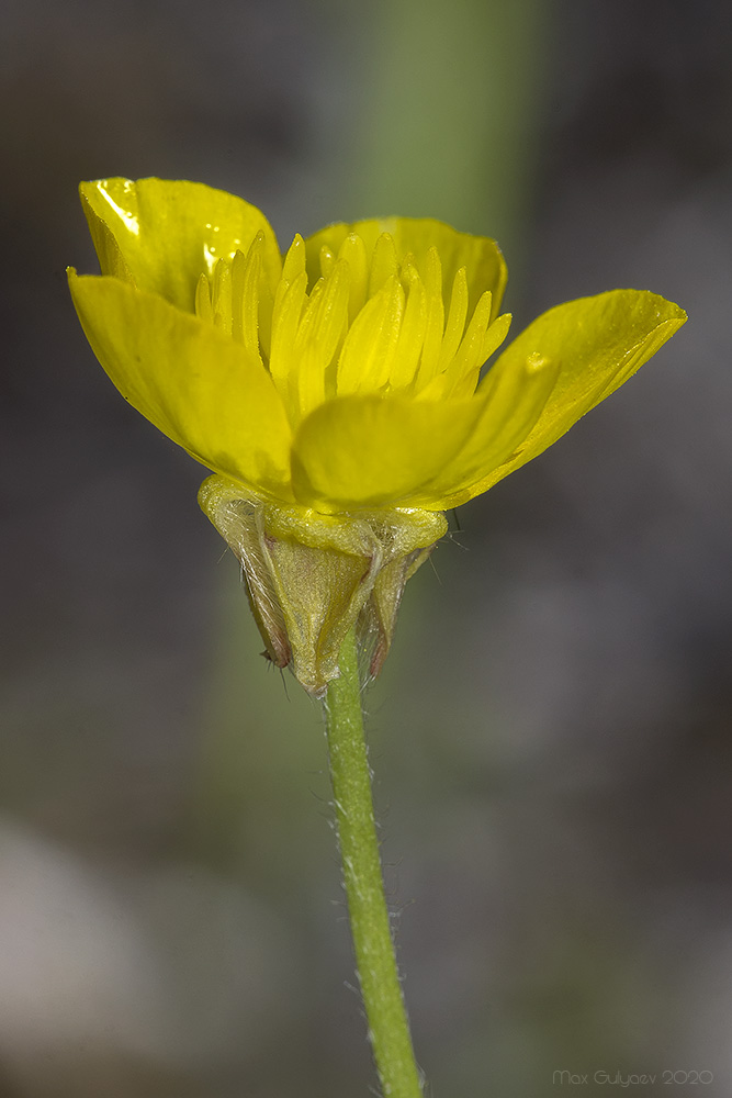 Изображение особи Ranunculus neapolitanus.