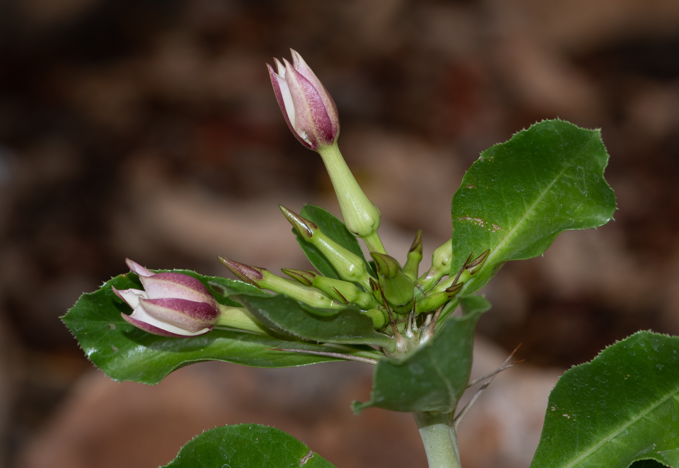 Image of Pachypodium saundersii specimen.