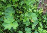 Alchemilla micans. Цветущее растение. Приморский край, Шкотовский р-н, с. Анисимовка, заросшая травами обочина грунтовой дороги с протекающим по ней ручьём вблизи ж.-д. моста. 18.06.2020.