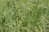 Rumex crispus