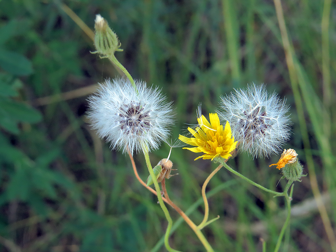 Изображение особи Crepis tectorum.