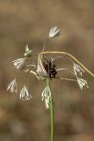 Allium oleraceum