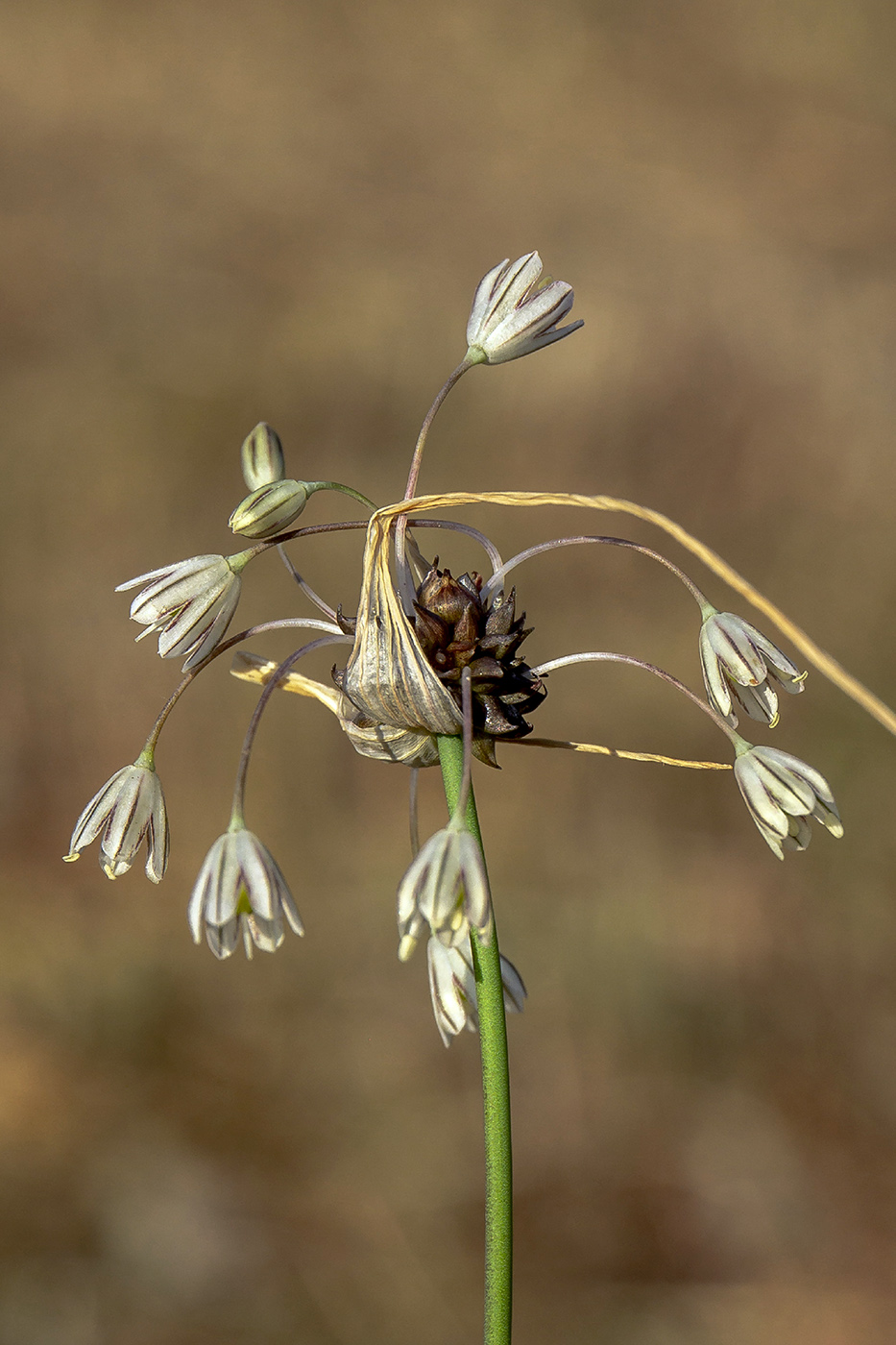 Image of Allium oleraceum specimen.