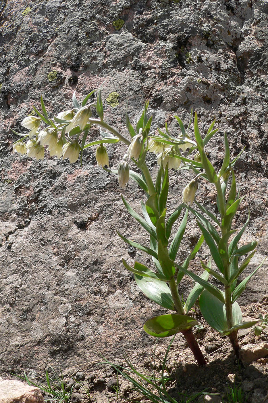 Изображение особи Rhinopetalum bucharicum.