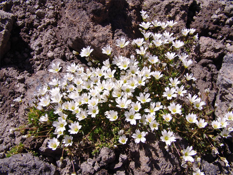 Изображение особи Dichodon cerastoides.