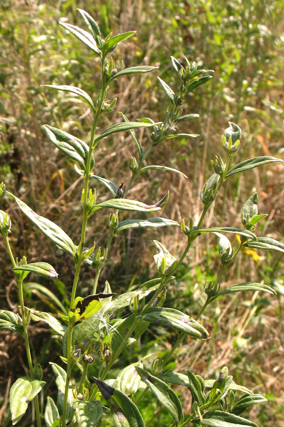 Image of Lithospermum officinale specimen.