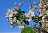 Malus domestica. Верхушка ветви с соцветиями. Московская обл., г. Железнодорожный, в культуре. 15.05.2020.
