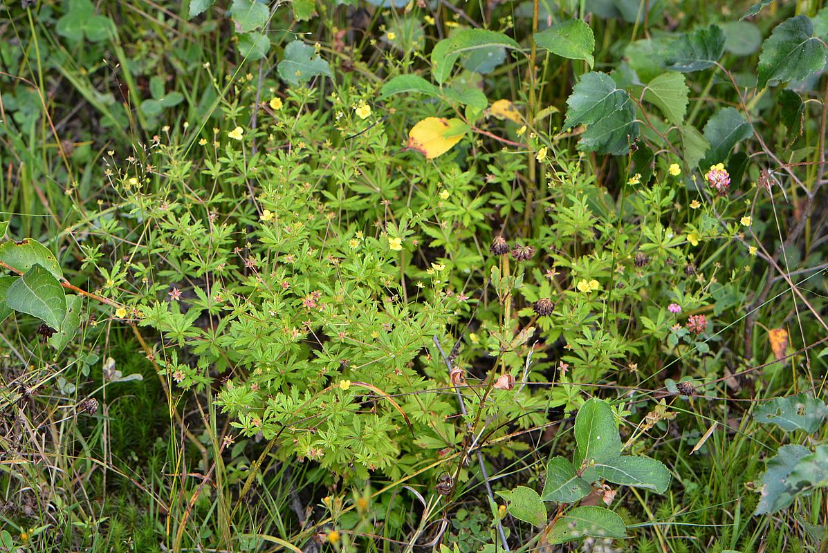 Image of Potentilla erecta specimen.