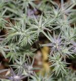 Eryngium pusillum