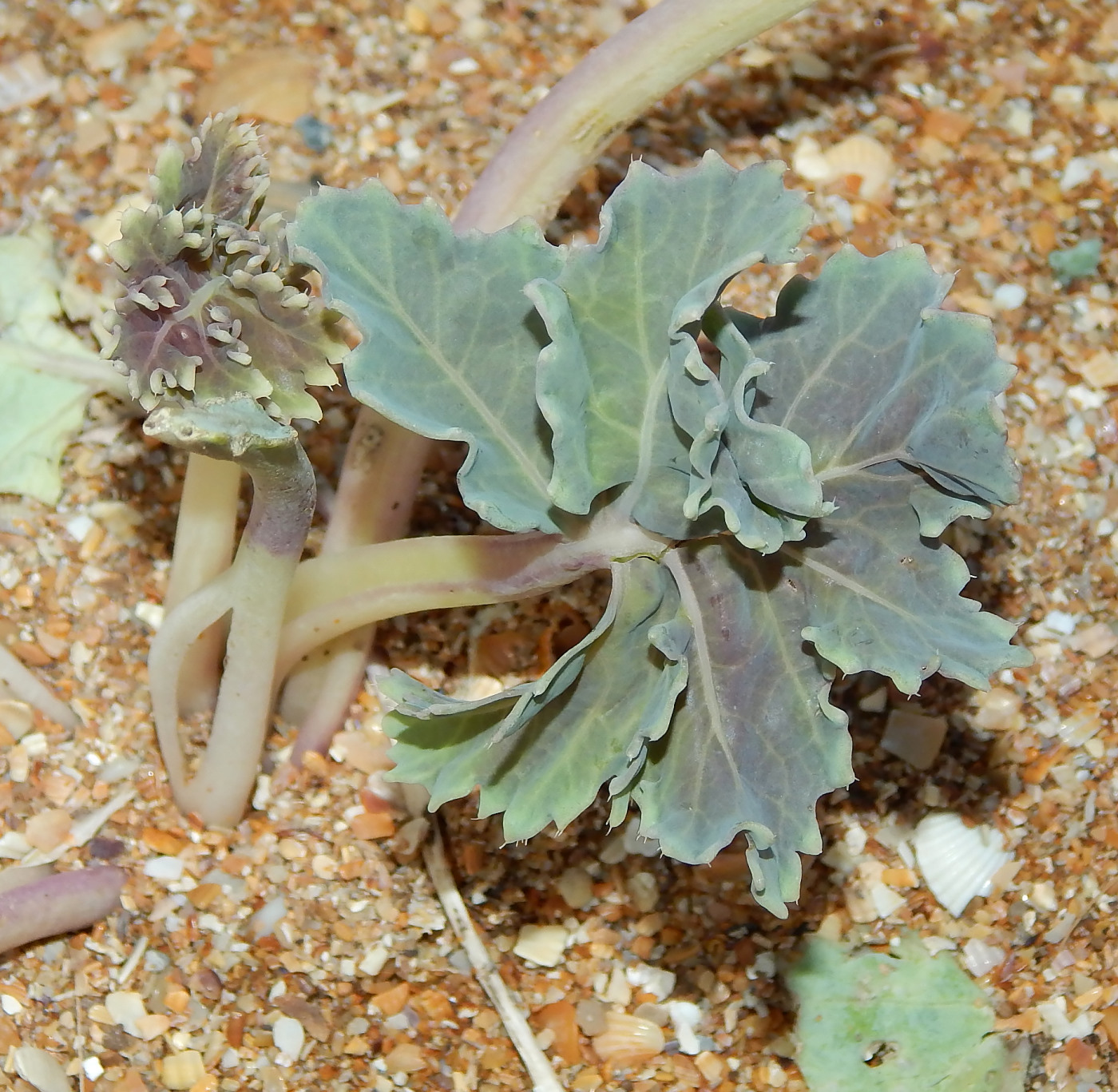 Изображение особи Crambe maritima.