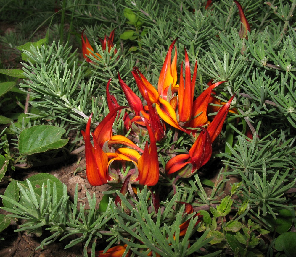 Image of Lotus maculatus specimen.