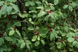 Lonicera xylosteum. Ветви с плодами. Псковская обл., Печорский р-н, окр. дер. Конечки; склон Изборско-Мальской долины близ ключа Кипун, сырой ольшаник (с доминированием Alnus incana). 10.08.2020.