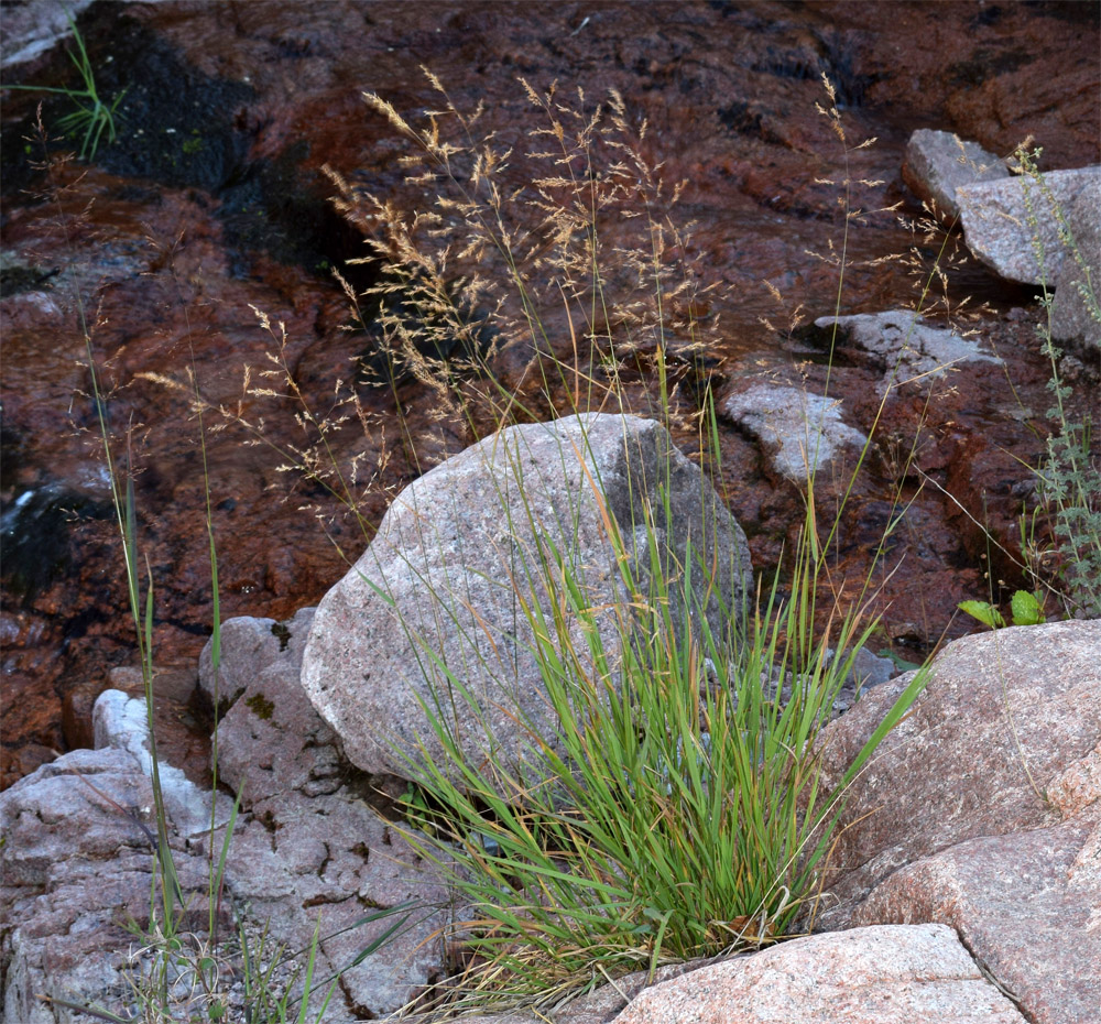 Image of Agrostis stolonifera specimen.