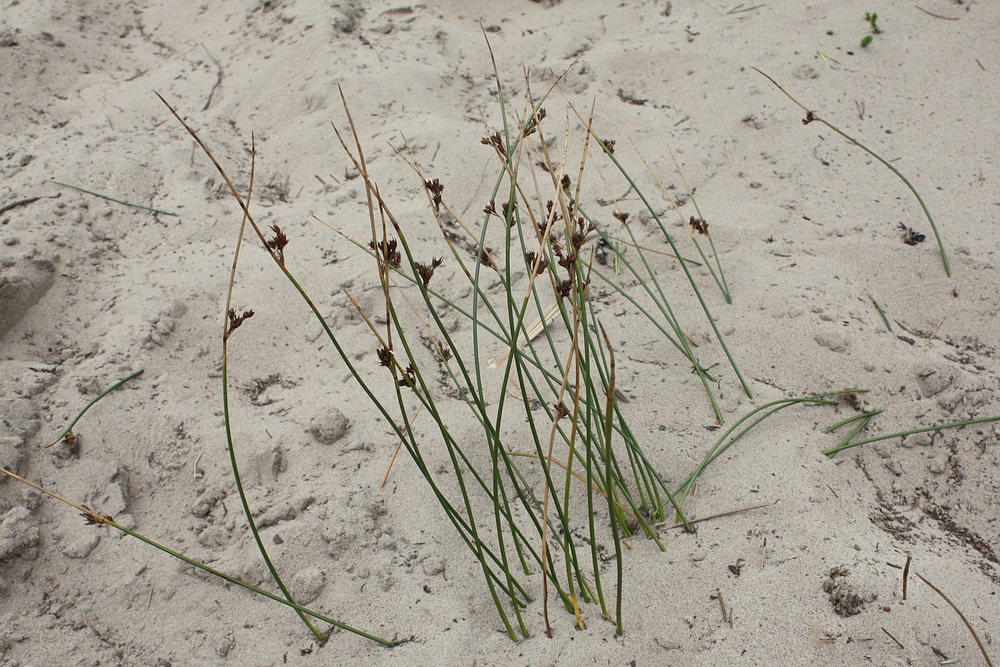 Image of Juncus × inundatus specimen.