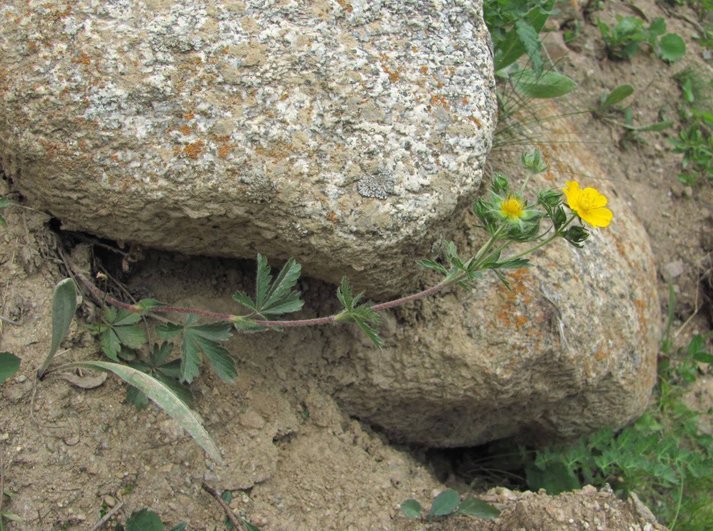 Image of Potentilla recta ssp. pilosa specimen.