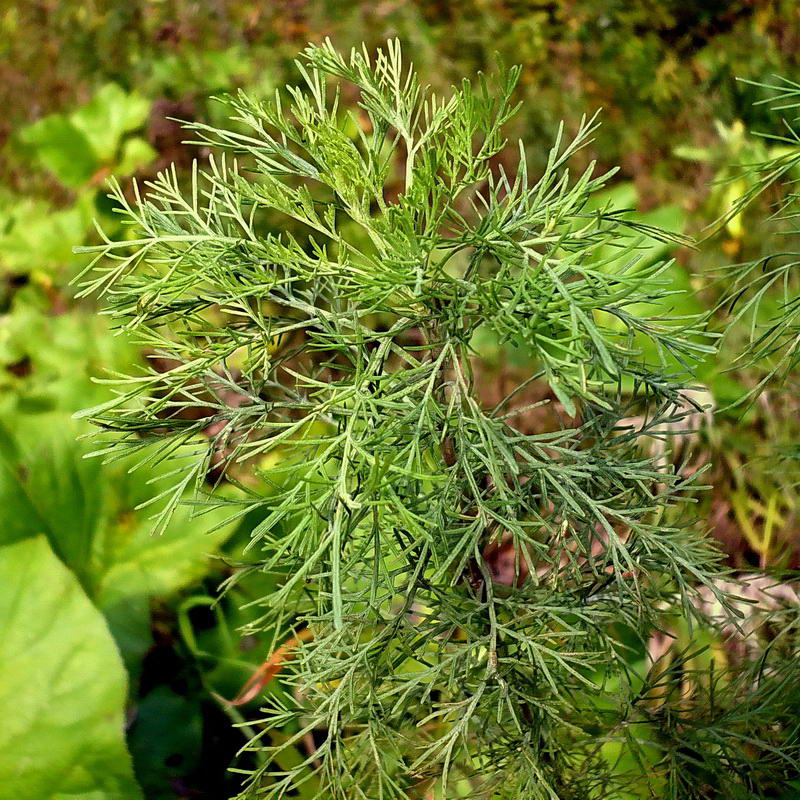 Image of Artemisia abrotanum specimen.