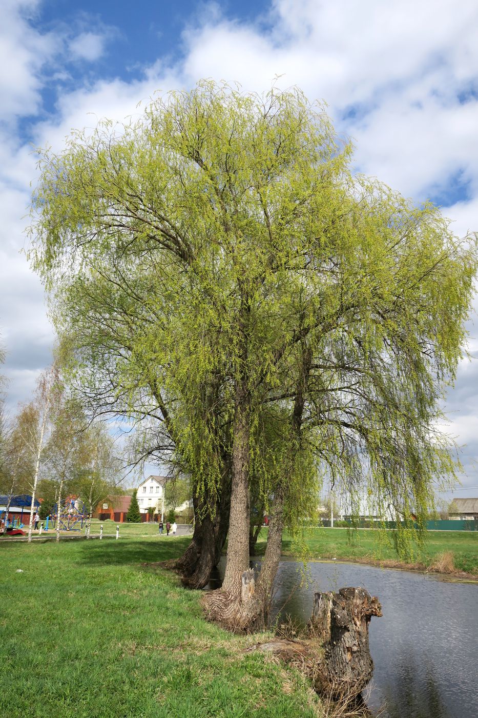 Изображение особи Salix alba.