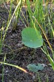 Nelumbo caspica. Ювенильное растение, проросшее из семени на обсохшей при общем понижении уровня моря отмели. Астраханская обл., Камызякский р-н, водно-болотное угодье \"Дельта Волги\", Никитинский банк. 27.08.2018.