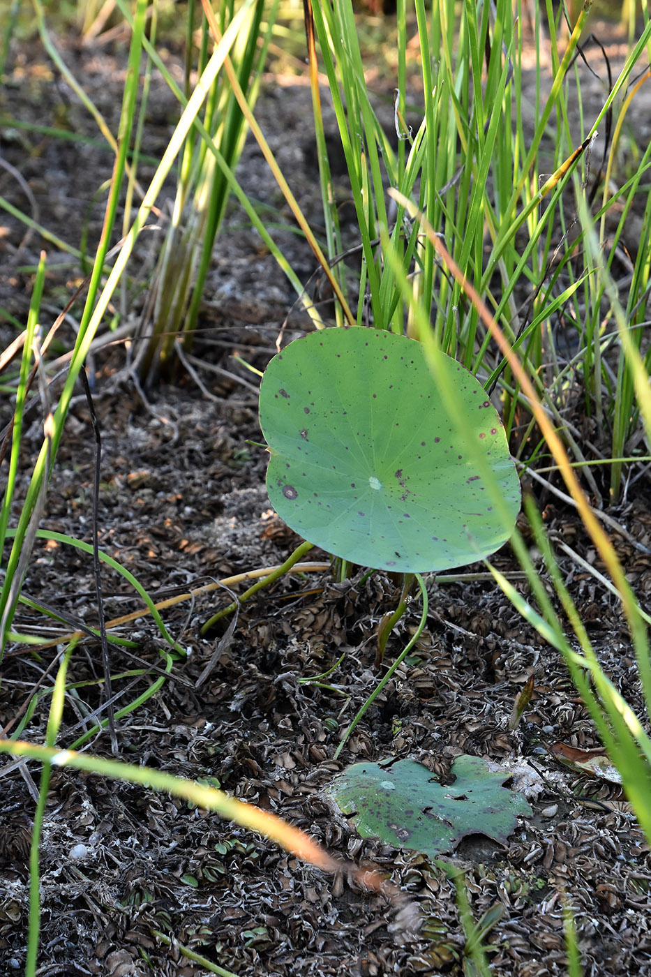 Image of Nelumbo caspica specimen.