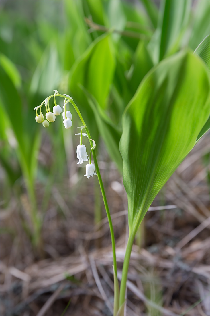 Изображение особи Convallaria majalis.