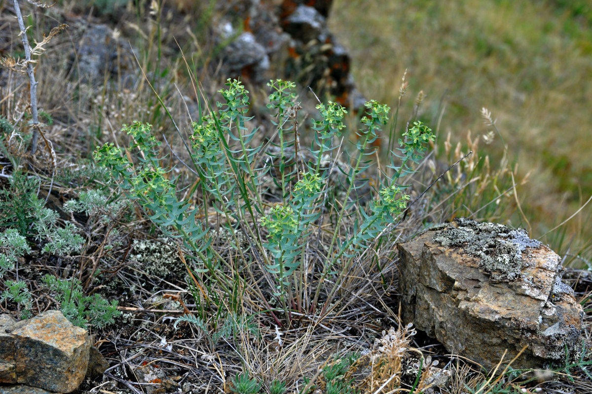 Image of Euphorbia caesia specimen.