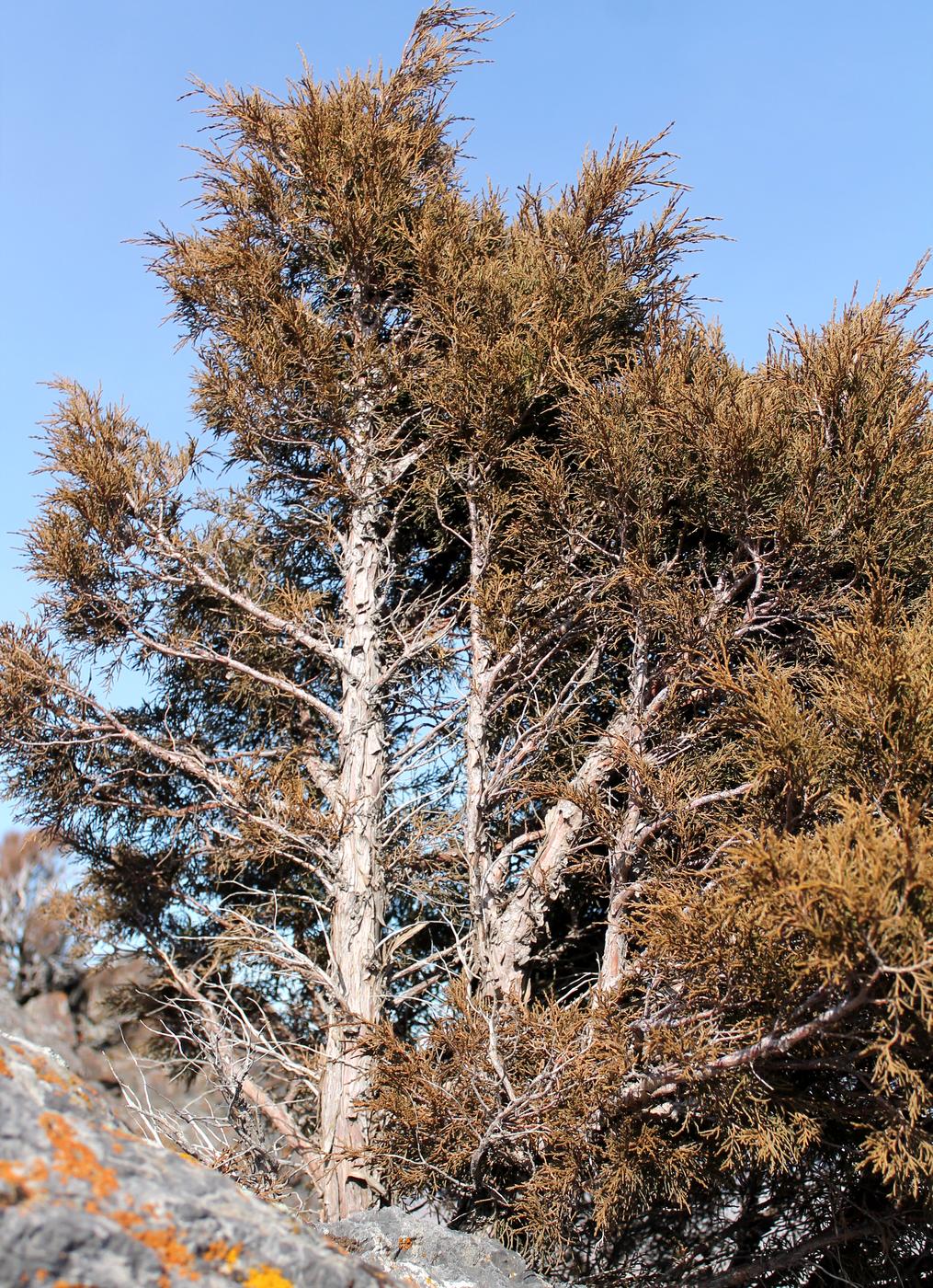 Изображение особи Juniperus seravschanica.