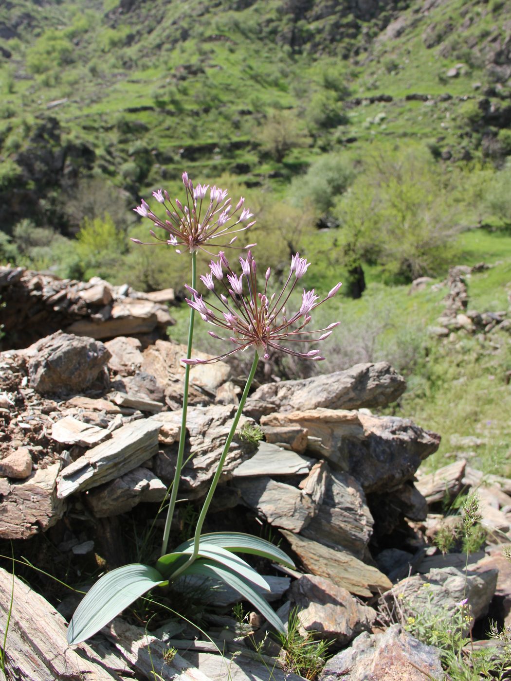 Image of Allium cupuliferum specimen.