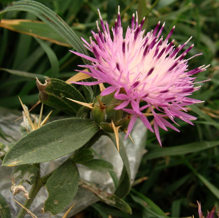 Image of Centaurea iberica specimen.