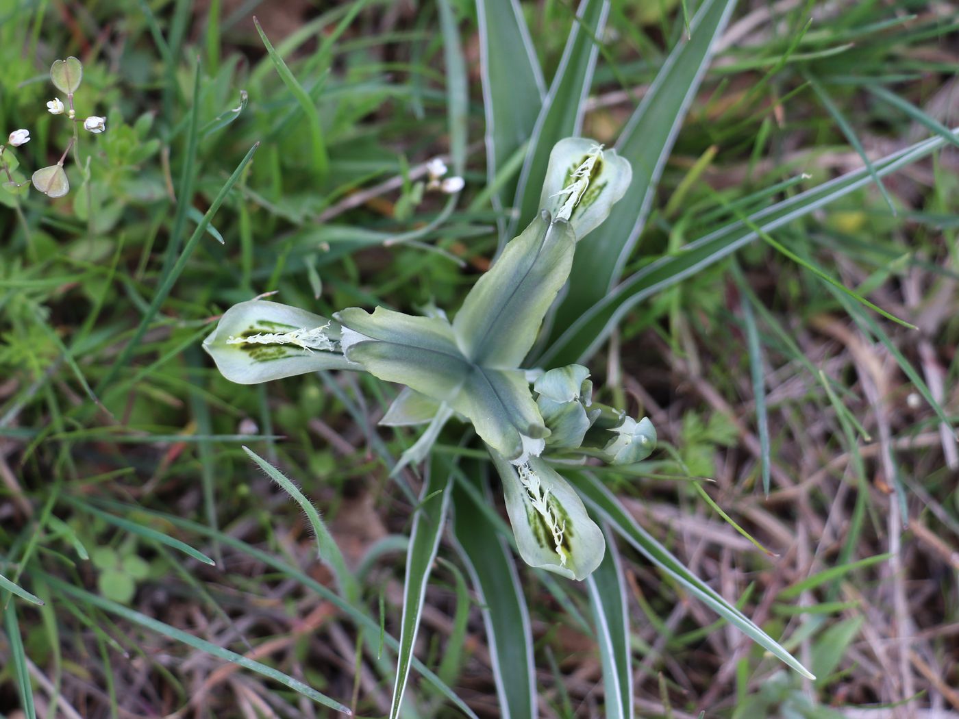 Image of Juno subdecolorata specimen.