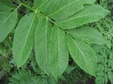 Sambucus ebulus