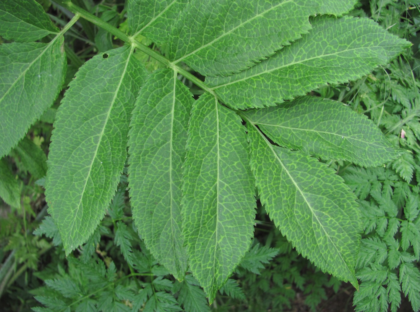 Изображение особи Sambucus ebulus.