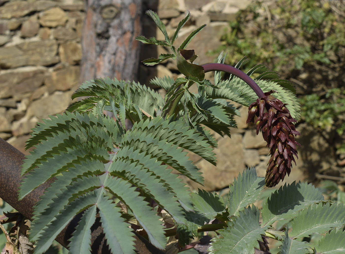 Image of Melianthus major specimen.