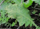 Onopordum acanthium