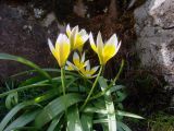 Tulipa tarda