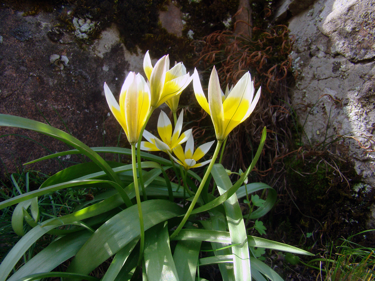 Image of Tulipa tarda specimen.