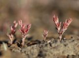 Macrosepalum aetnense. Плодоносящие растения. Южный берег Крыма, окр. с. Морское, сланцевый склон между дорогой и посадками сосен. 15 мая 2021 г.