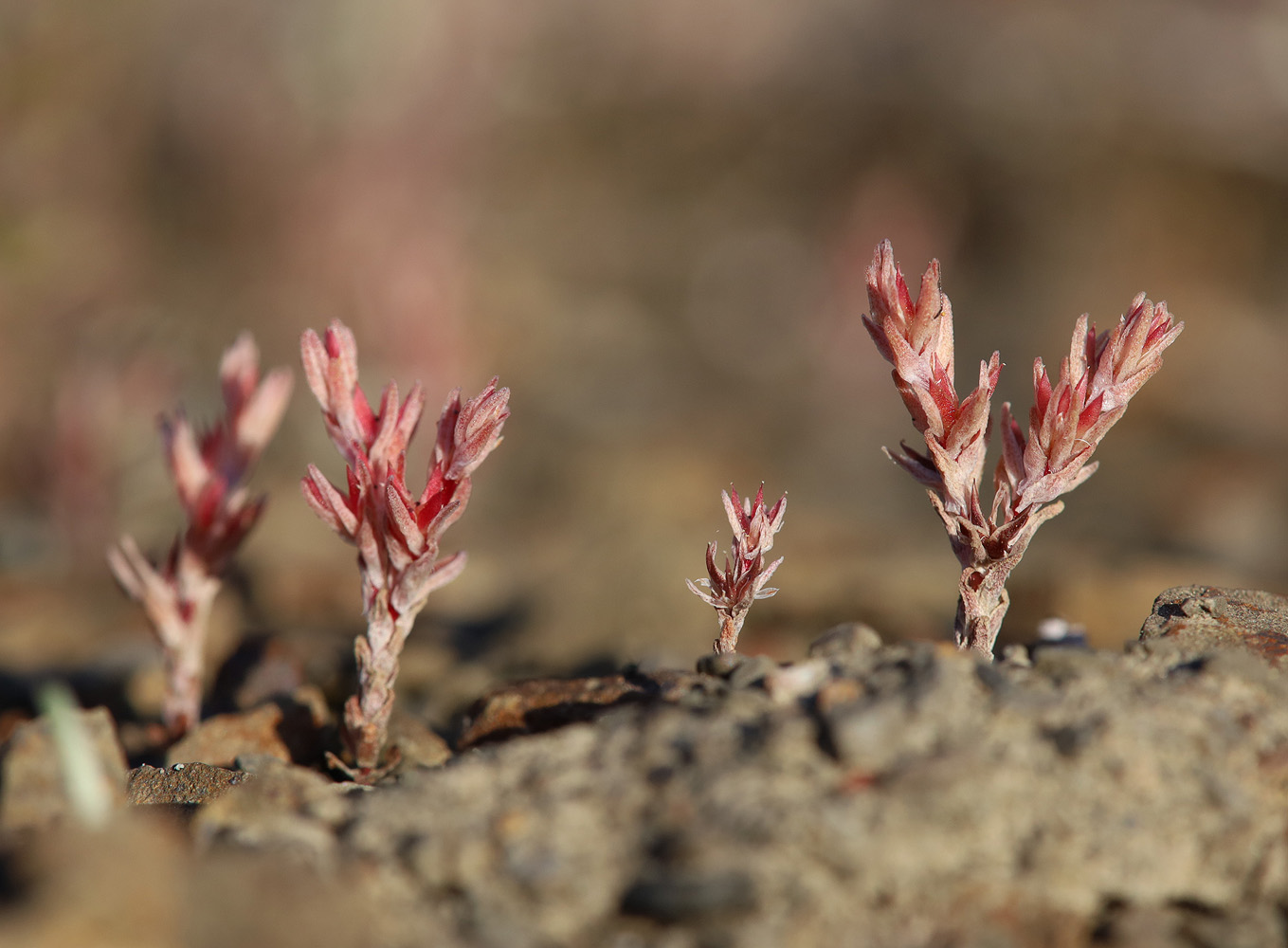 Изображение особи Macrosepalum aetnense.