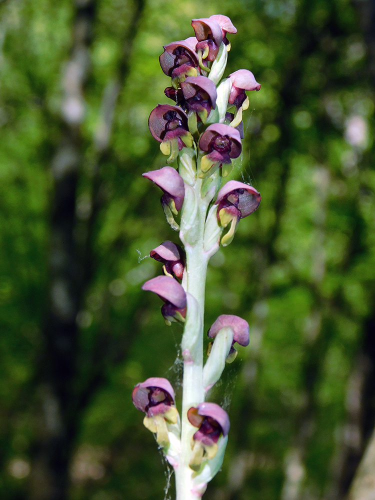 Image of Steveniella satyrioides specimen.