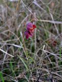 Fritillaria ruthenica