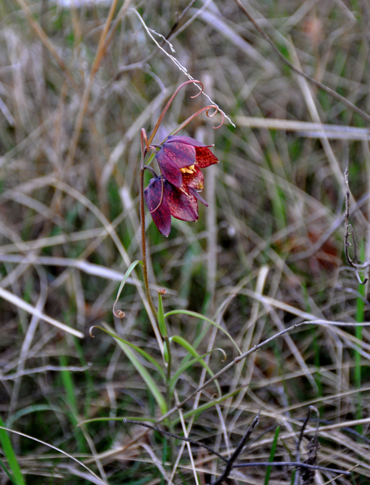 Image of Fritillaria ruthenica specimen.