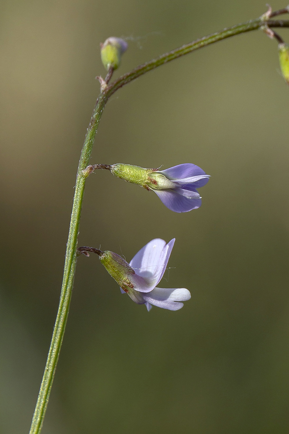 Изображение особи Astragalus austriacus.