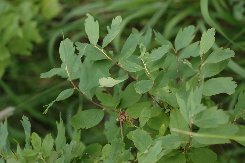 Image of Spiraea chamaedryfolia specimen.