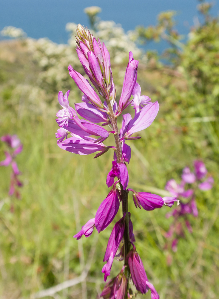 Image of Polygala major specimen.