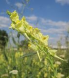 Linaria maeotica