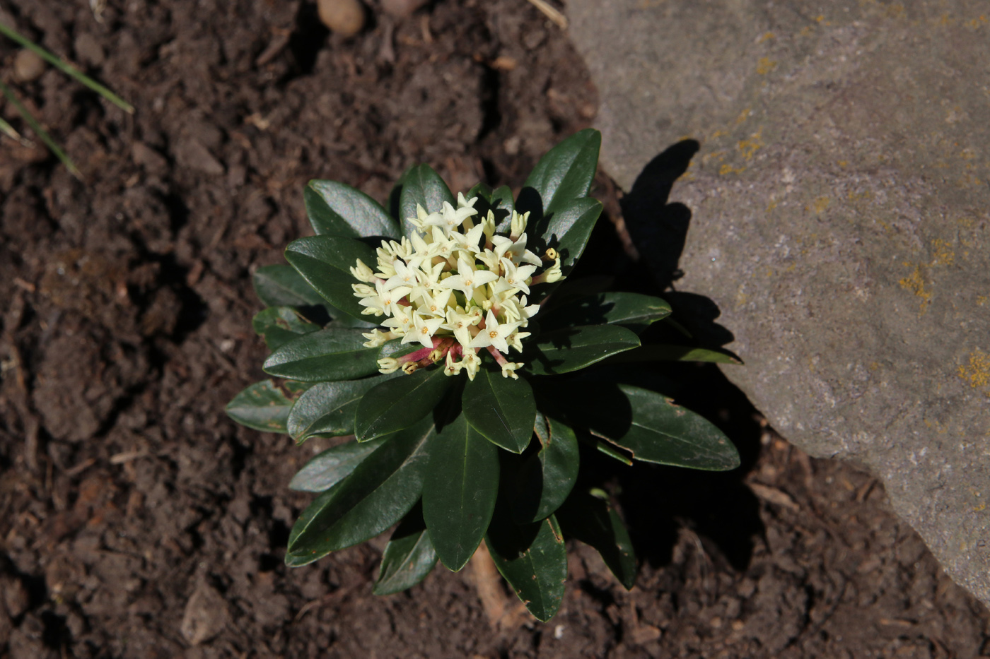Image of Daphne glomerata specimen.