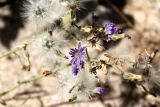 Lactuca tatarica