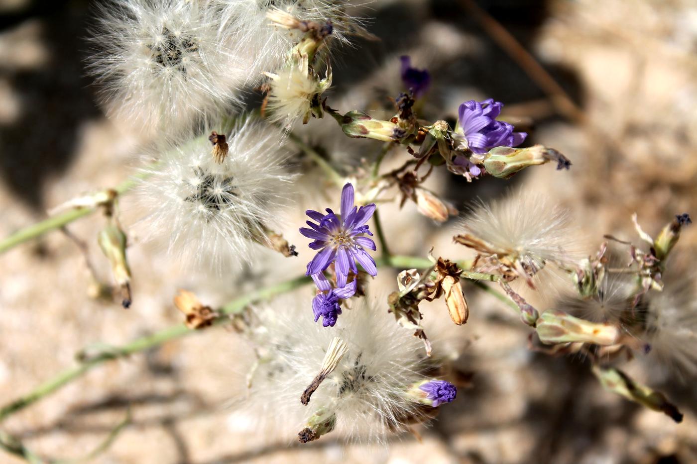 Image of Lactuca tatarica specimen.