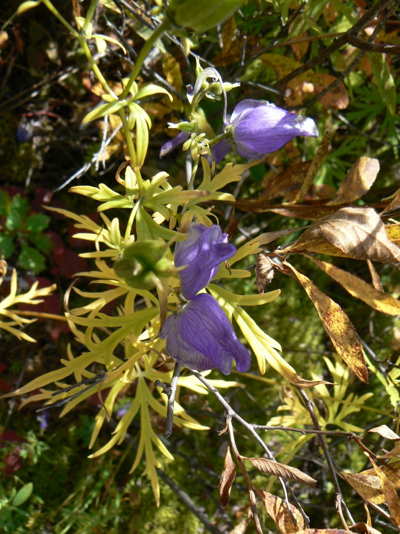 Image of genus Aconitum specimen.