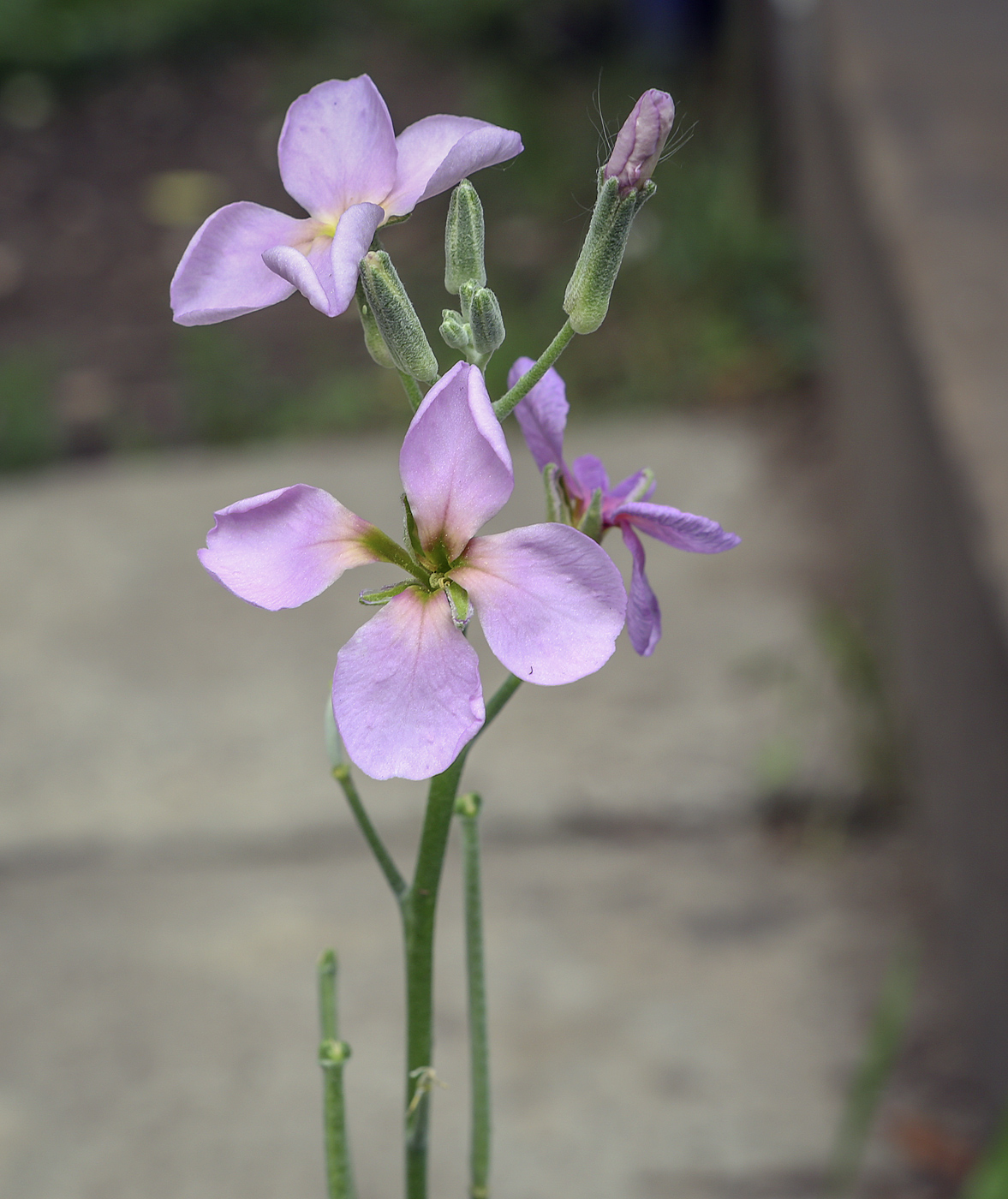 Изображение особи род Matthiola.